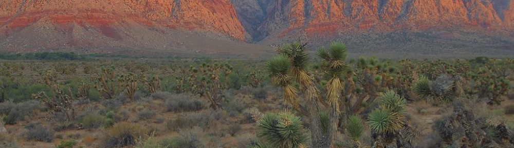 Short Vegas Reviews